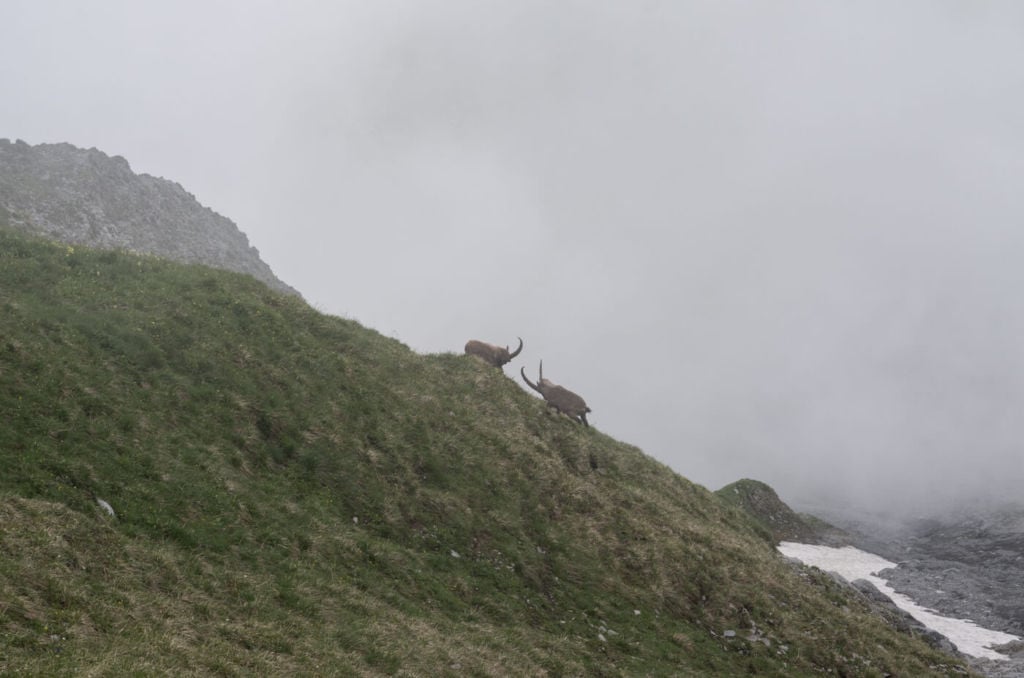 Ibex on the Brienzer Rothorn Trail