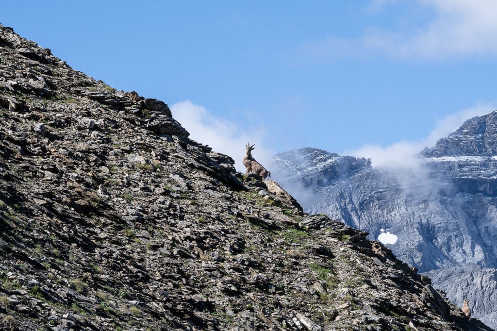 Ibex on the side of the mountain