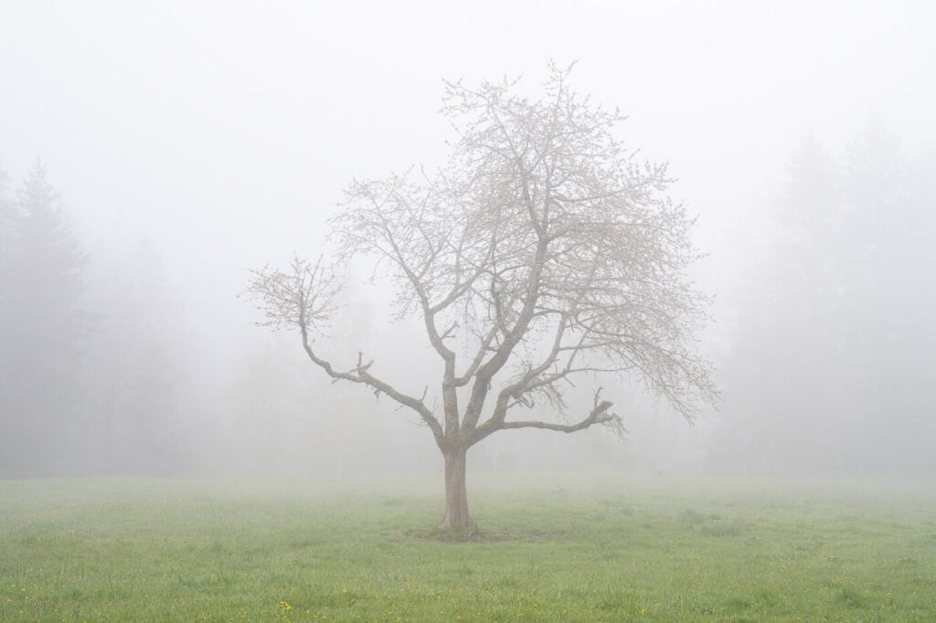 Lone tree in the fog.