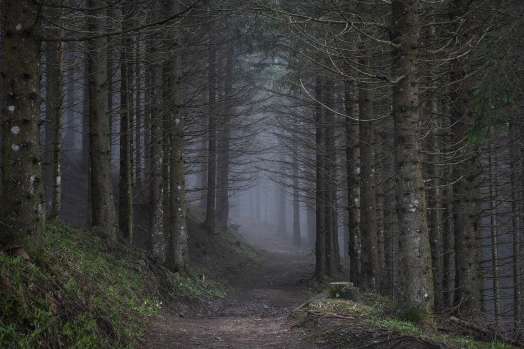 dark fog in a forest around a swiss mountain trail