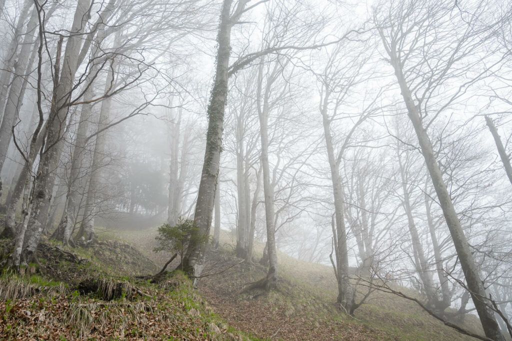 Trees in the beautiful forest around mount Rigi on a foggy day