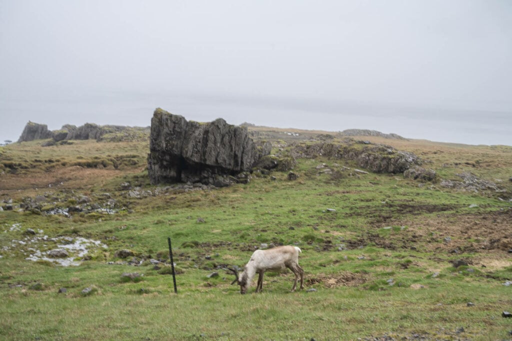 A lone Reindeer grazing in the east of Iceland spotted on the side of the road during a road trip around Iceland with a campervan