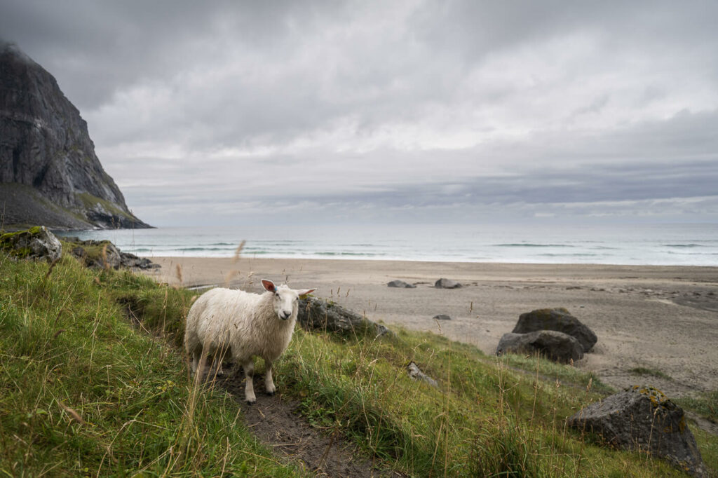 Sheep on a trail next to Kvalvika beach in Norway