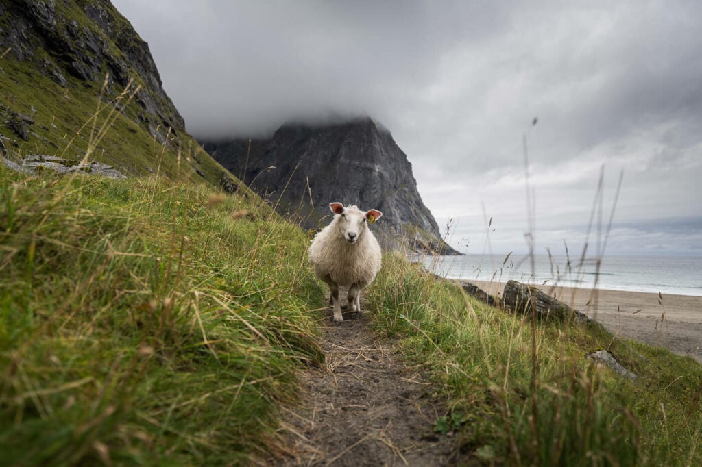 sheep on a hiking trail in norway