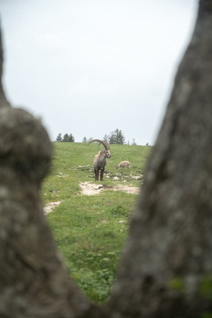 Ibex at Creux du van viewed in between two tree branches