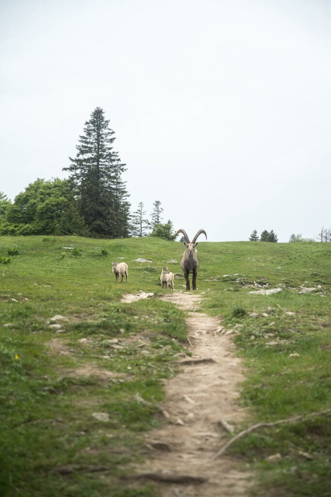 Ibex with two cubs in the Jura mountain in Switzerland