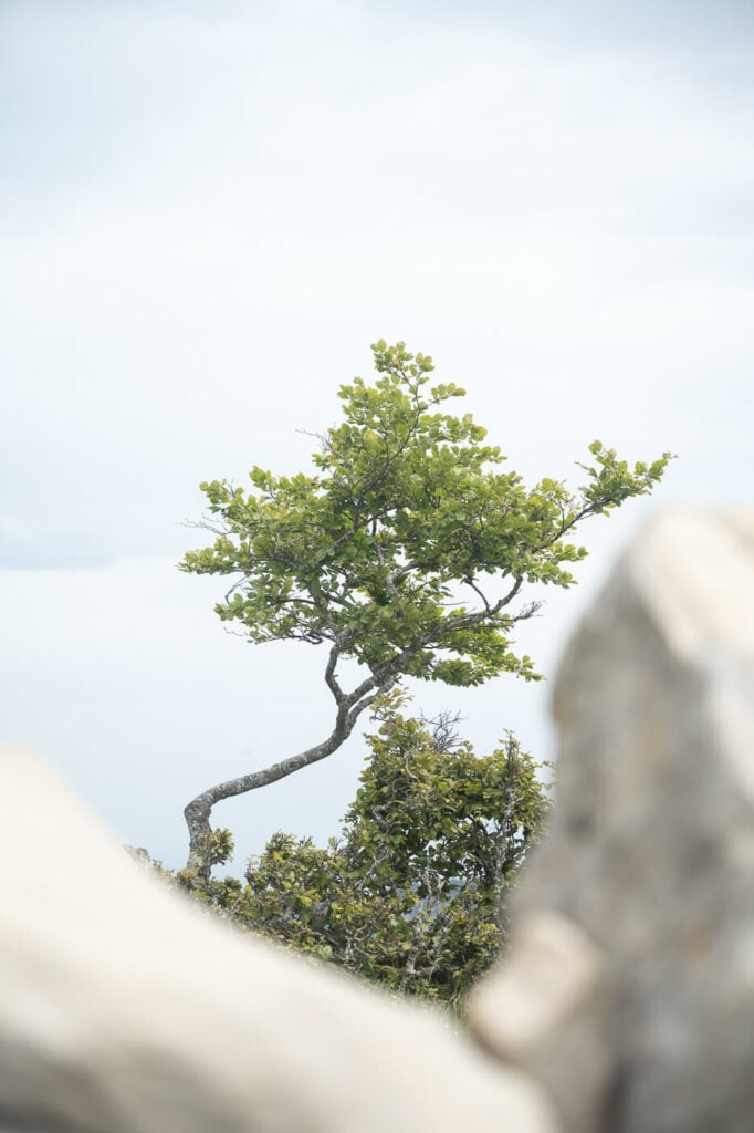 lone, contorted tree seemingly reaching out for the sky