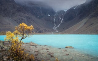 View of the blue waters of Lake Blåisvatnet with a birch tree and its yellow leaves next to it at the end of a hike to the lake.