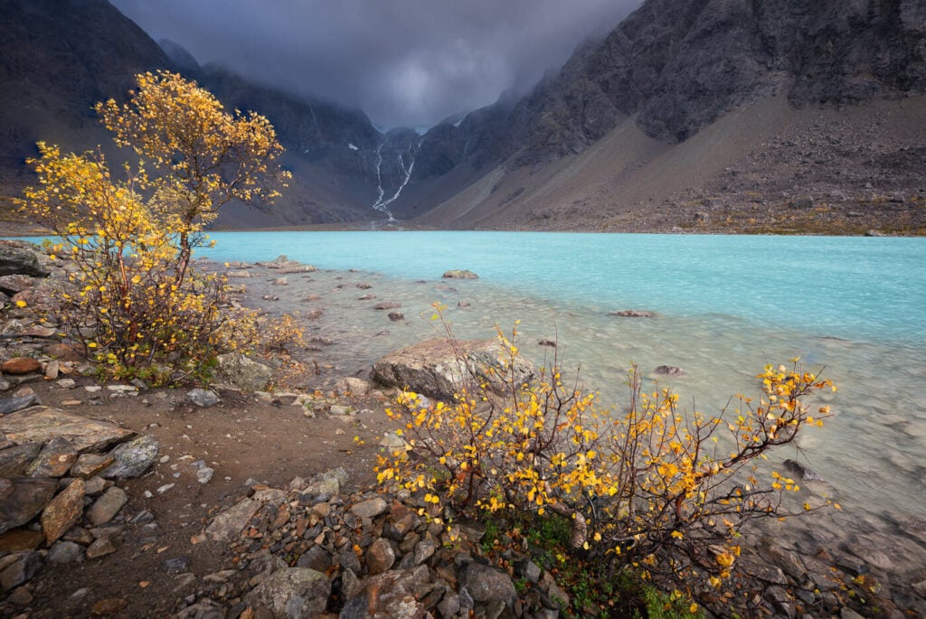 Birch tress with yellow, autumnal leafe on the shores of lake Blåisvatnet