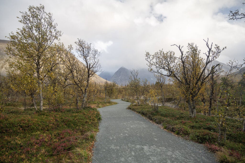 gravel path for in between birch trees on the hike to Blåisvatnet, on a cloudy day.