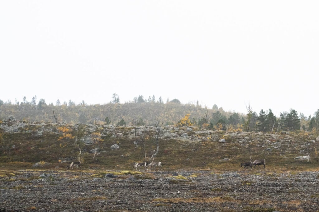 Reindeers walking in the open tundra in Norway