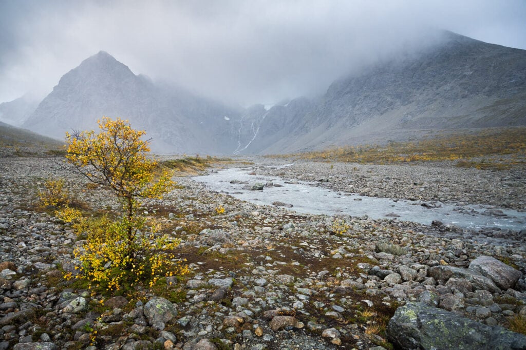 View of a river with mountains in the background, and a birch tree in the foreground,