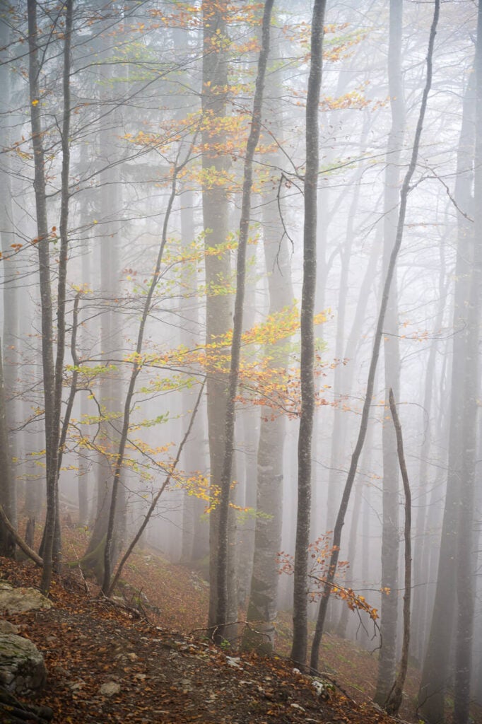 trees in the fog in autumn