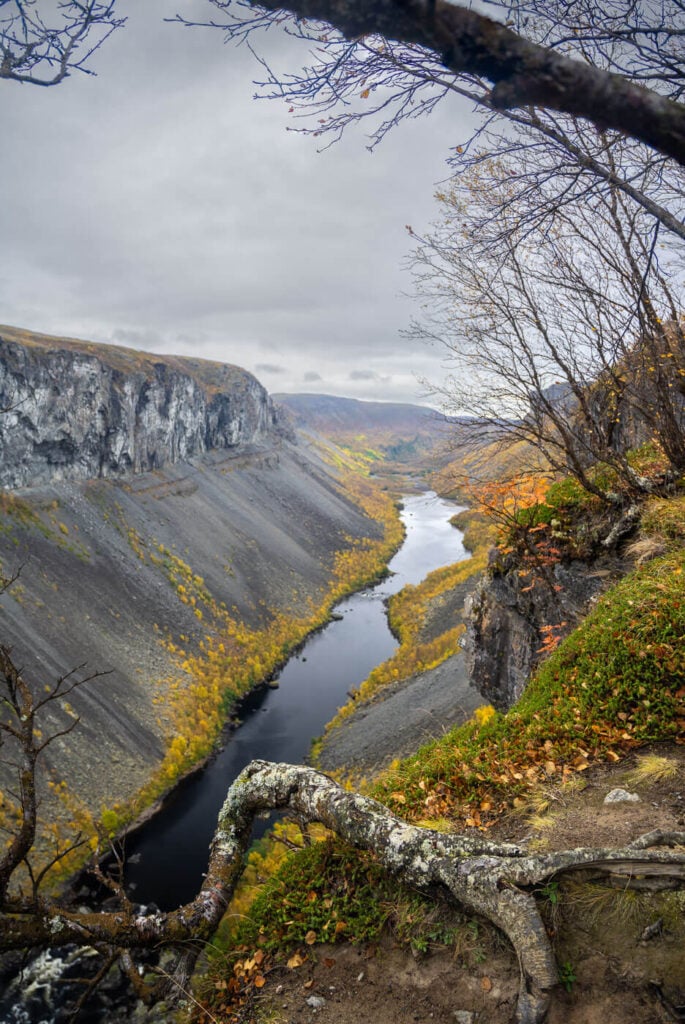 Trees and branches framing the view of a canyon from a cliff, in the Finnmark region of northern Norway.