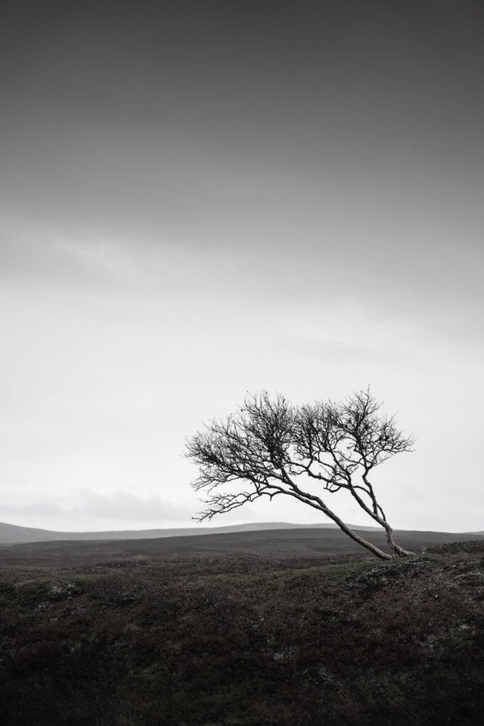 Two trees seemingly reaching out for the sky in a minimalist image of the arctic tundra of norway.