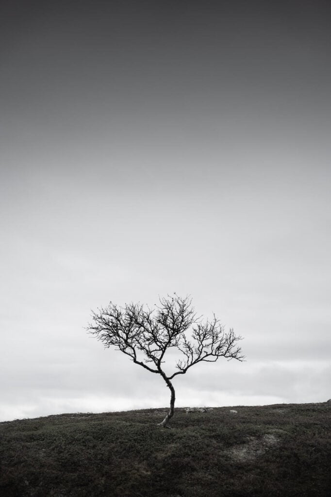 minimalist photo of a dwarf birch tree in the arctic tundra of Norway