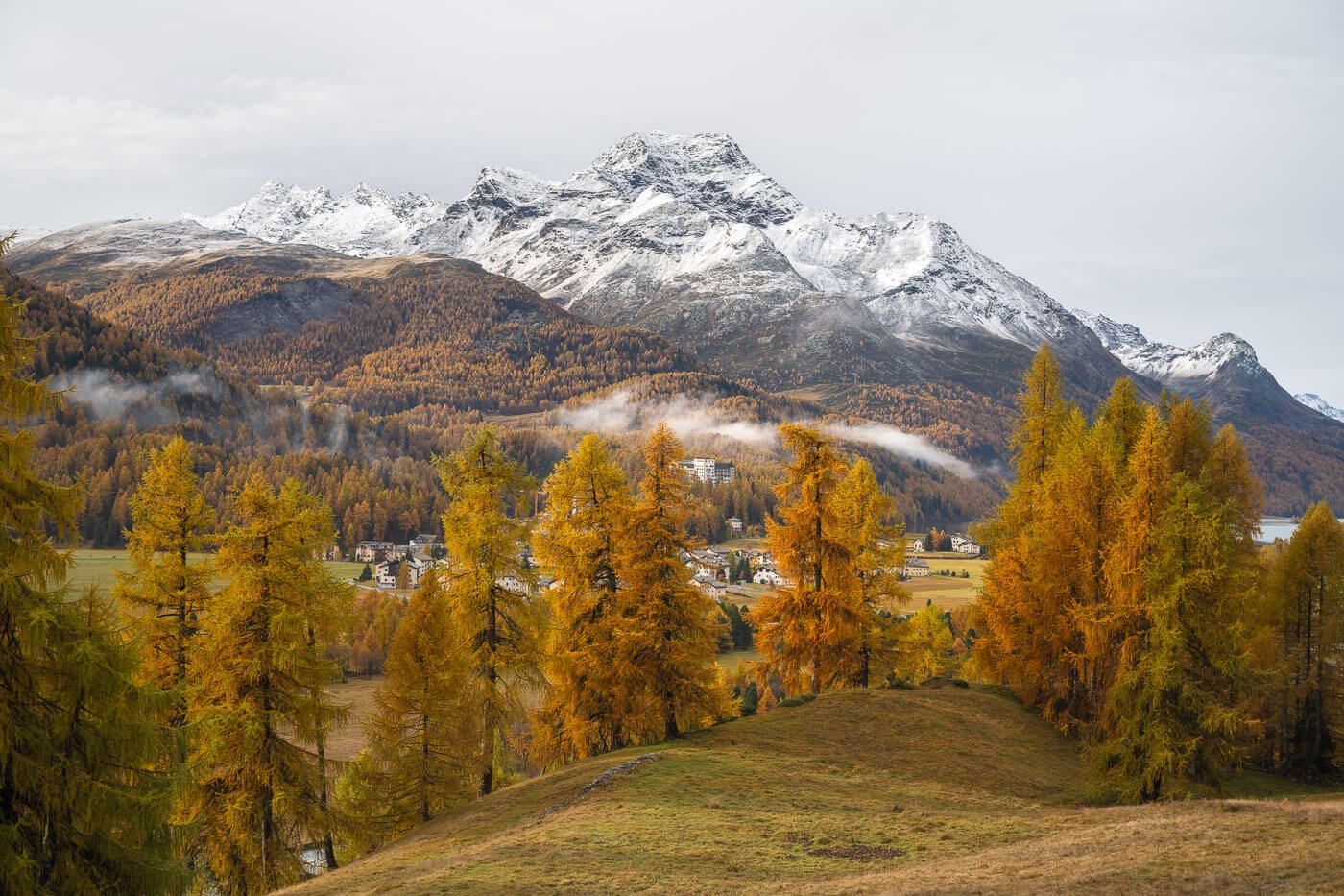 Golden larches above Sils from the hiking trail between Maloja and Silvaplana.