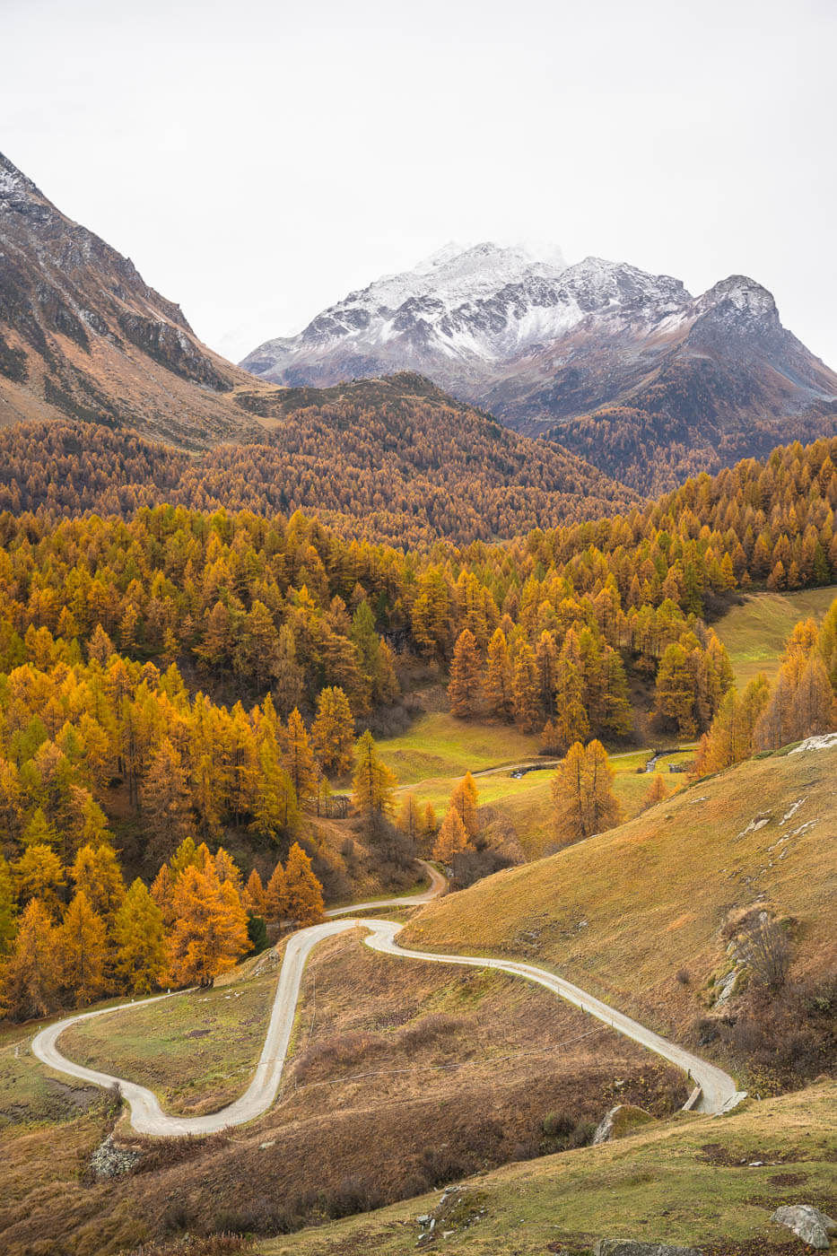 Twisty mountain gravel road in a landscape dotted with golden larches close to Maloja.