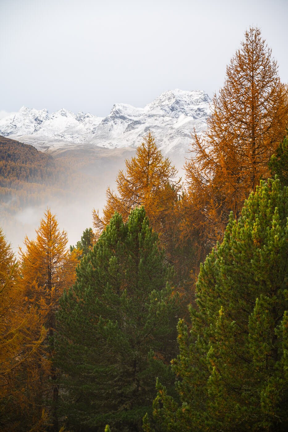 Tree and golden larches with snow-capped mountains in the background.