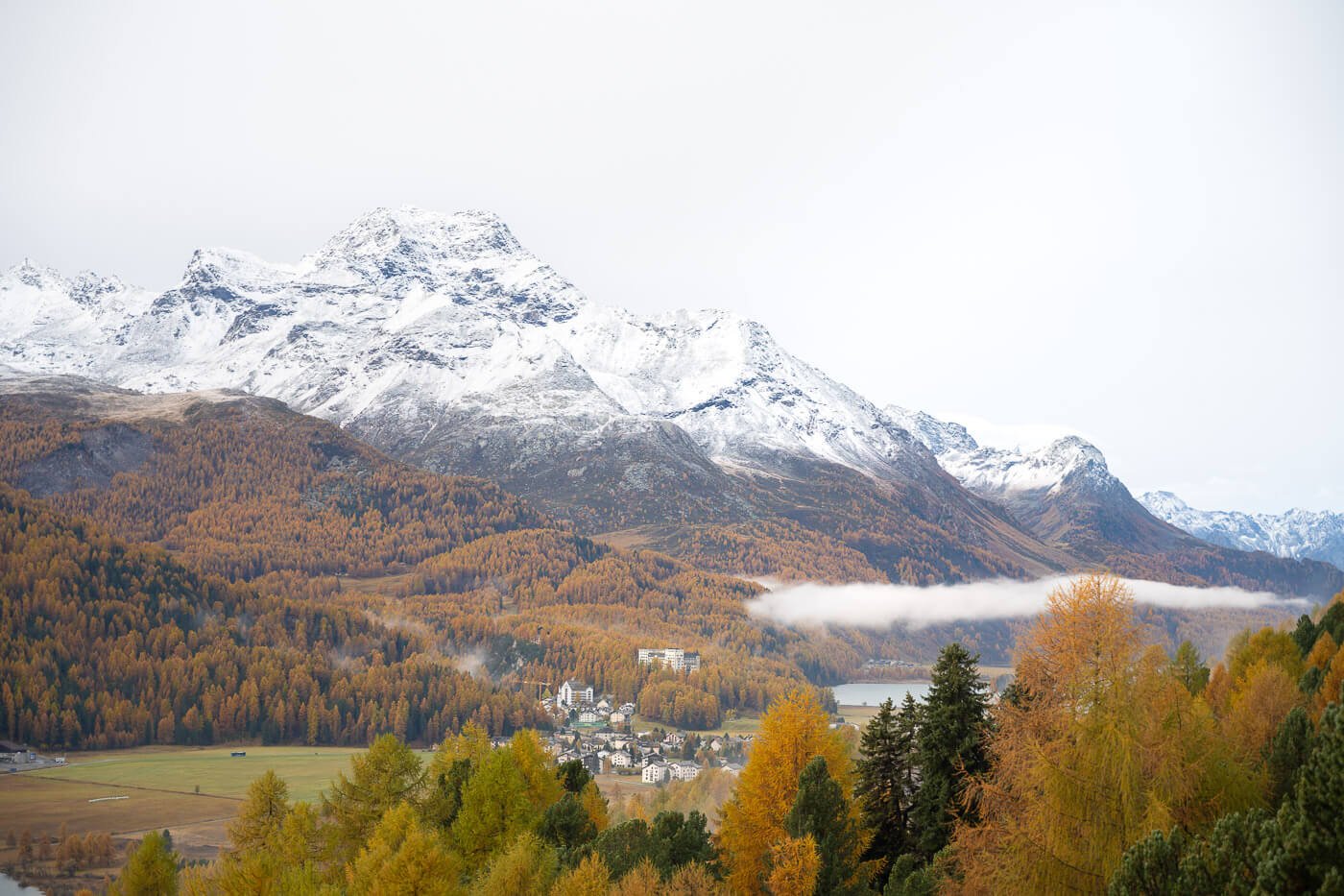 Golden larches and Snow Capped mountains in the Engadine