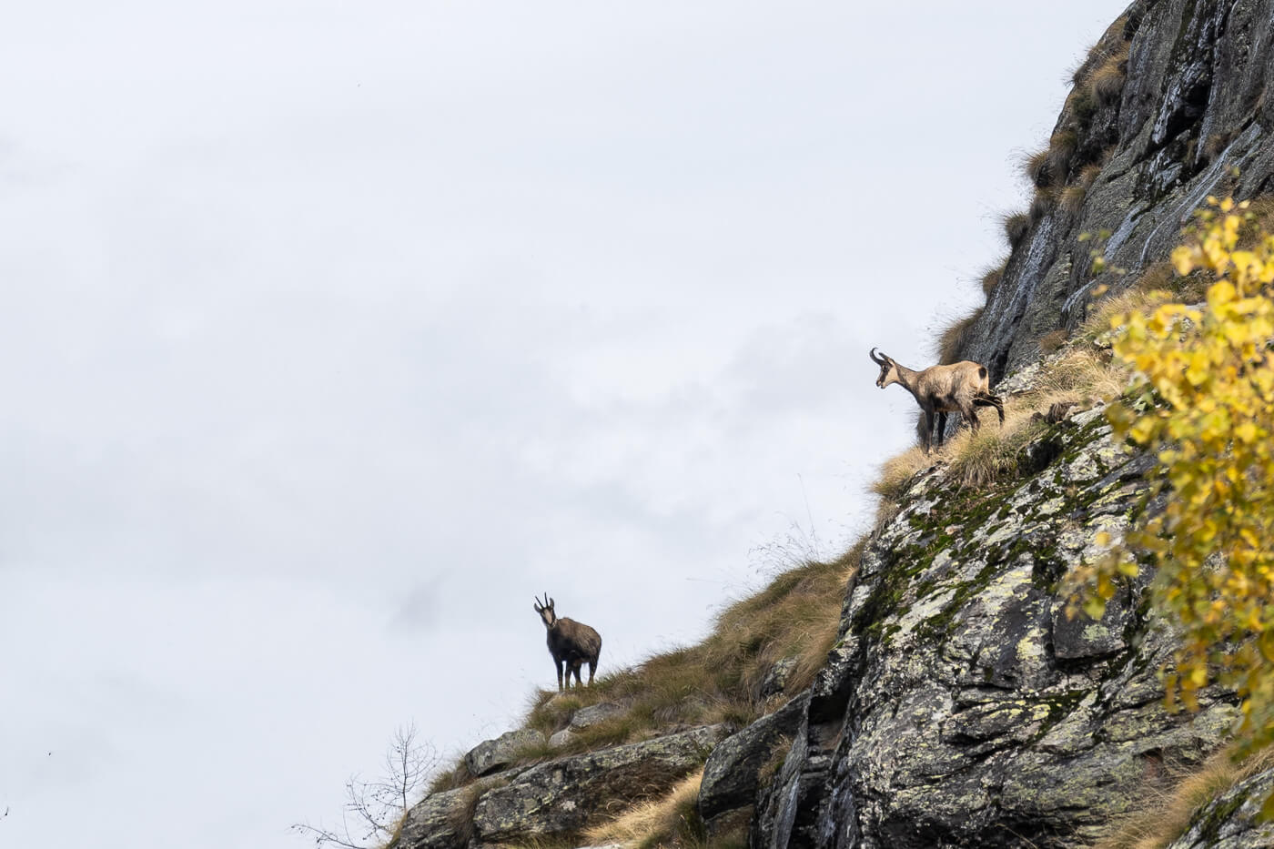 Chamois on a rocky ledge on the Valnontey Hiking Trail in the Gran Paradiso National Park.