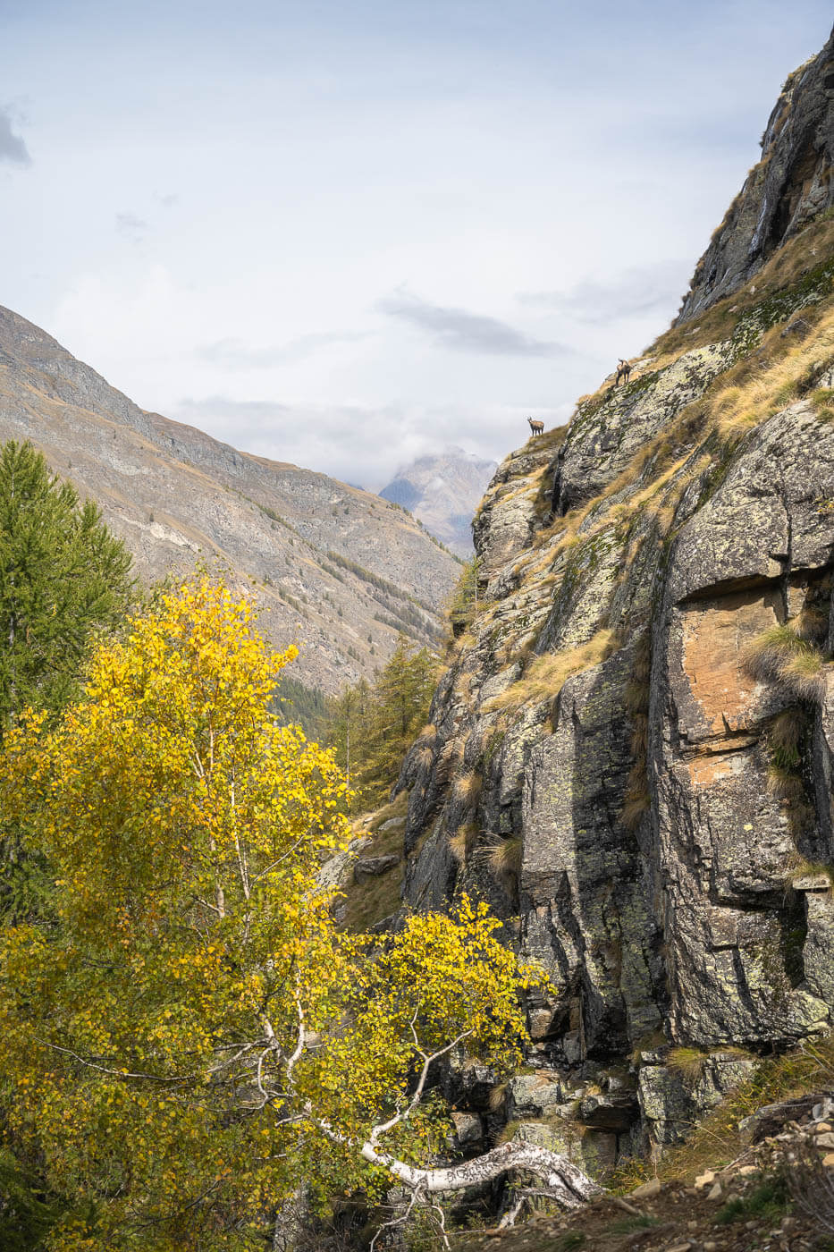 Chamois on a cliff in Valnontey, on the hike to Alpe Money