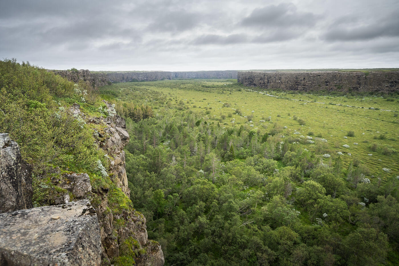 View of a birch forest in Asbyrgi from the top of the cliffs