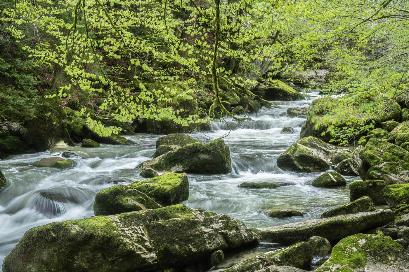 View of the Areuse river in the forest