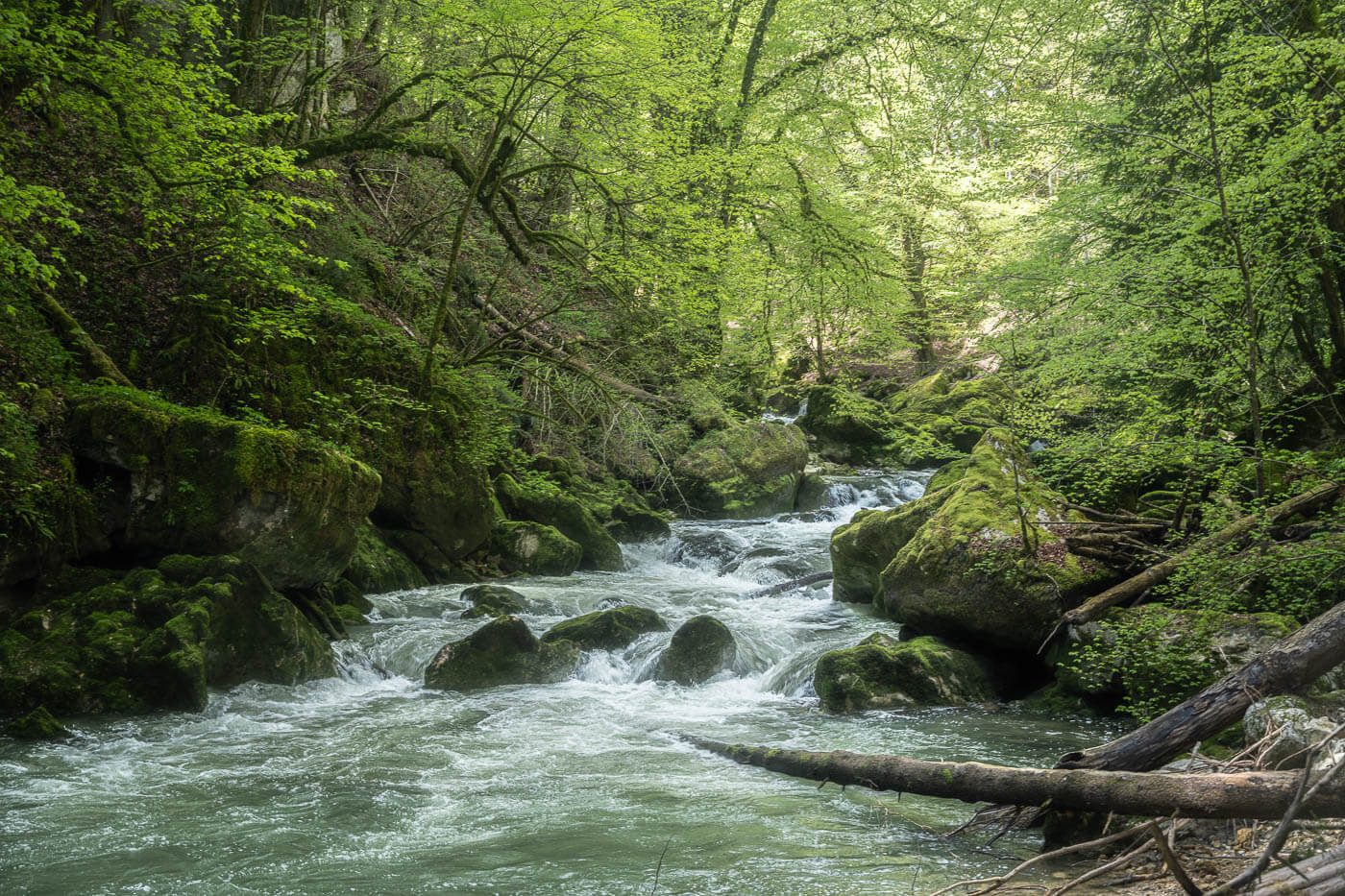 Areuse river flowing in the forest 