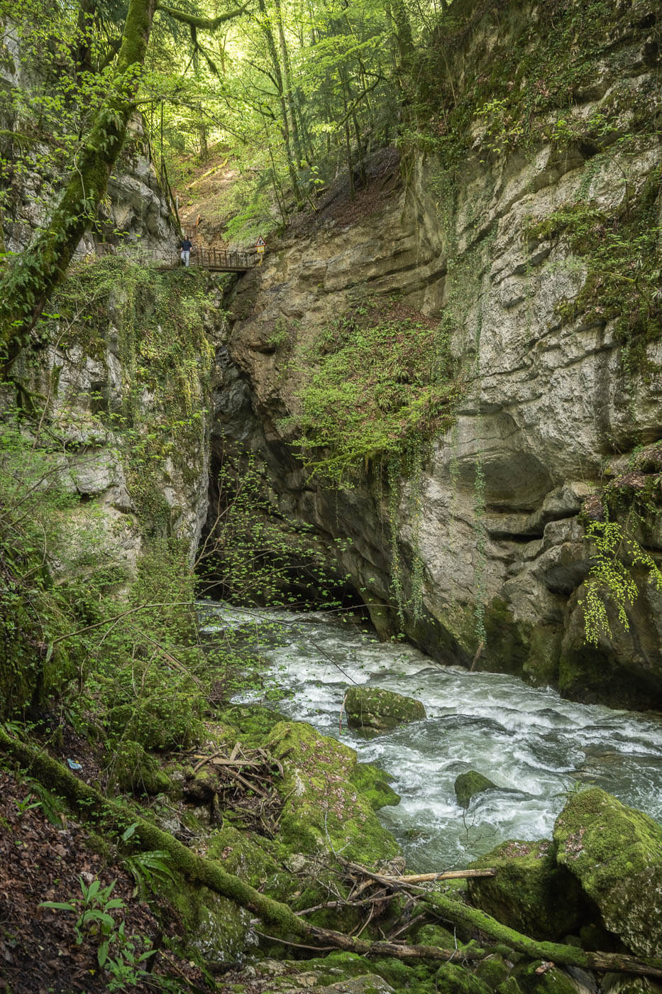 narrow gorge in a forest in Switzerland