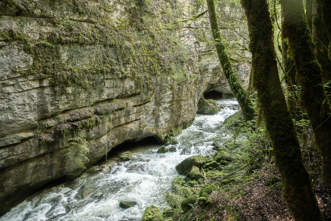 small creek in the forest