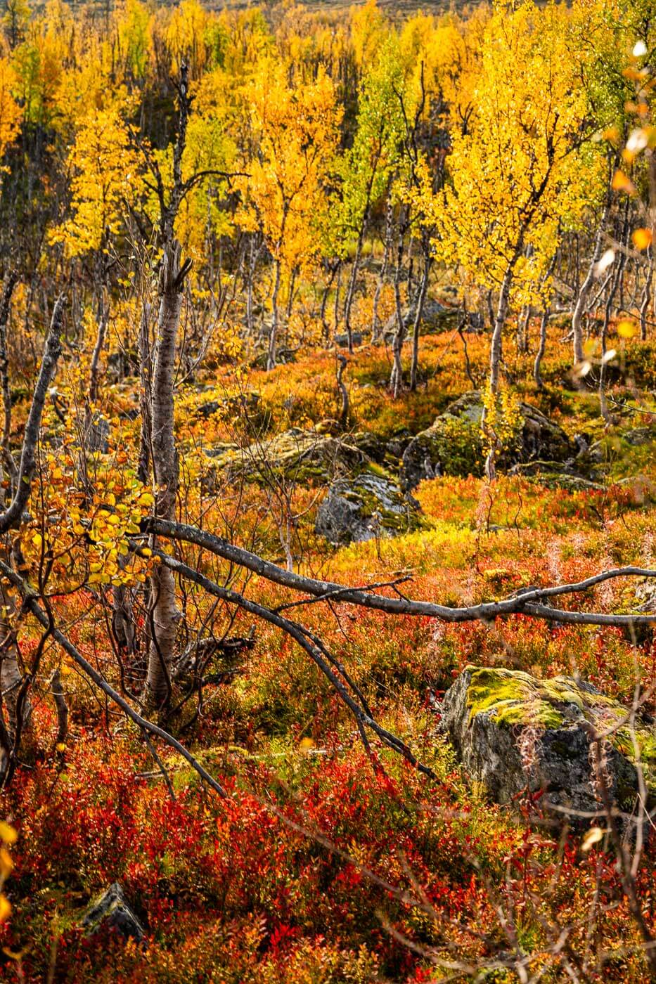 Nirch trees in fall colors in the area around Abisko and on the hike to Trollsjön.