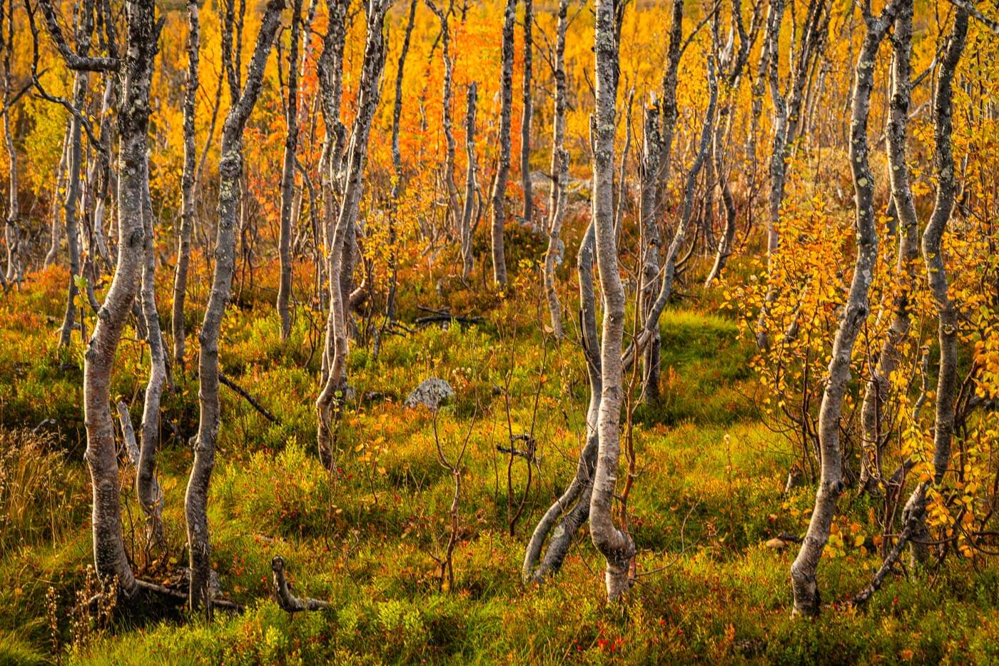 ondulating birch trees in fall colors near Abisko