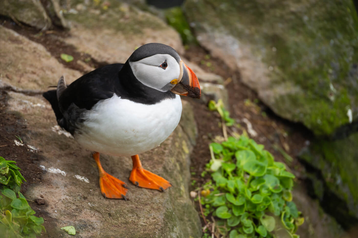 400m phot of a puffin taken with the Nikkor Z 28-400