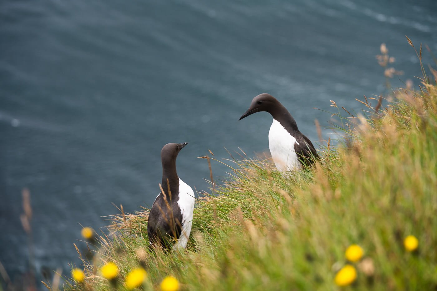 Common guillemot at Látrabjarg, hanging out on a sea cliff top