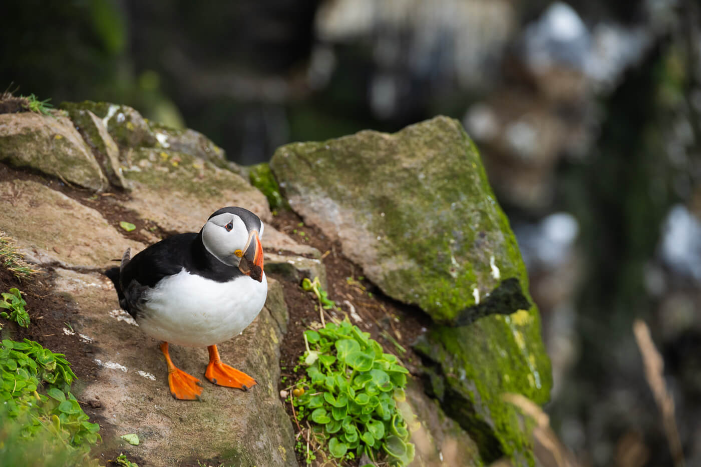 Puffin at the Látrabjarg Sea Cliffs seemingly looking at the camera