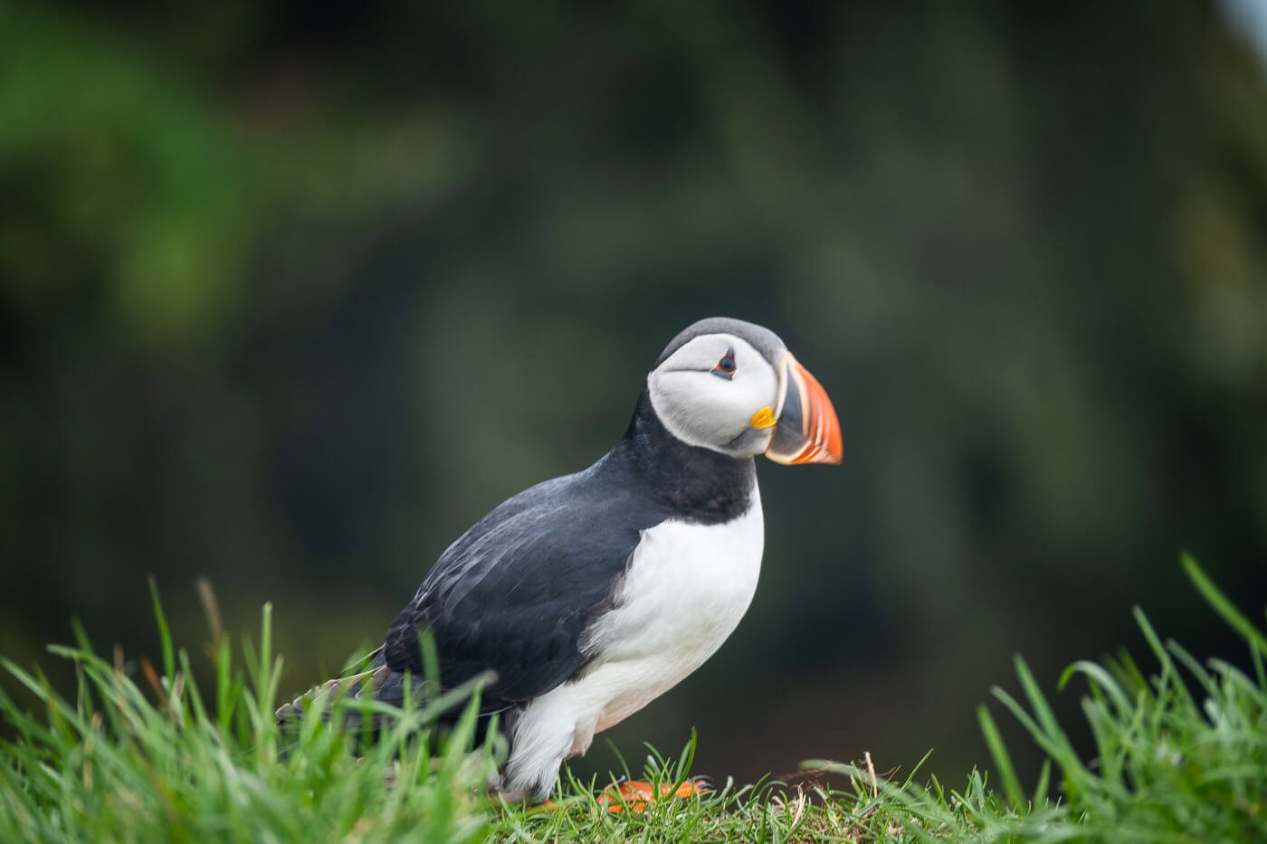 Puffin at Látrabjarg