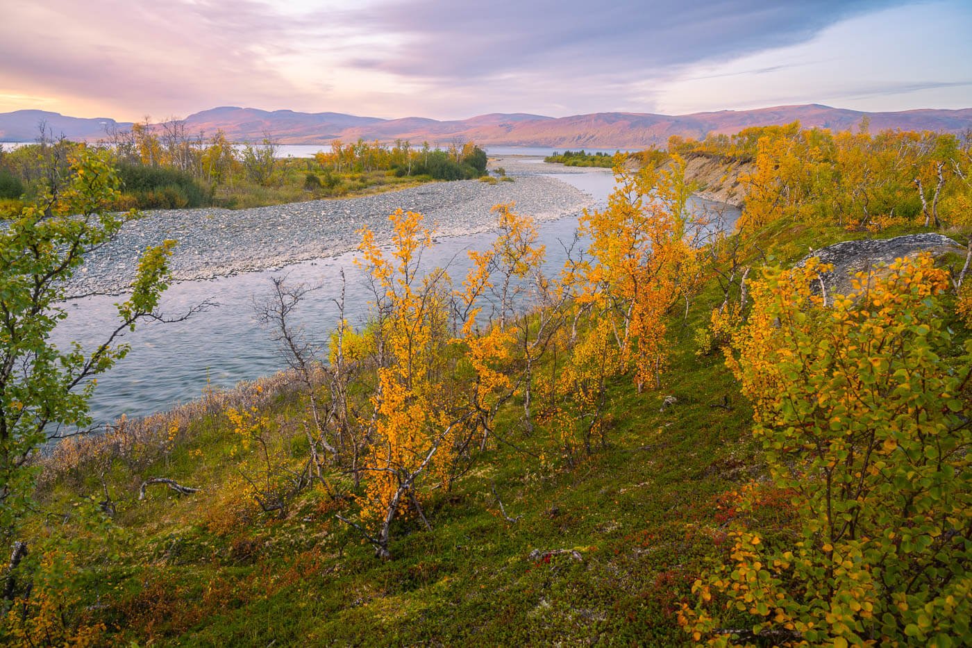 Colorful birch trees in autumn around the lake Torneträsk