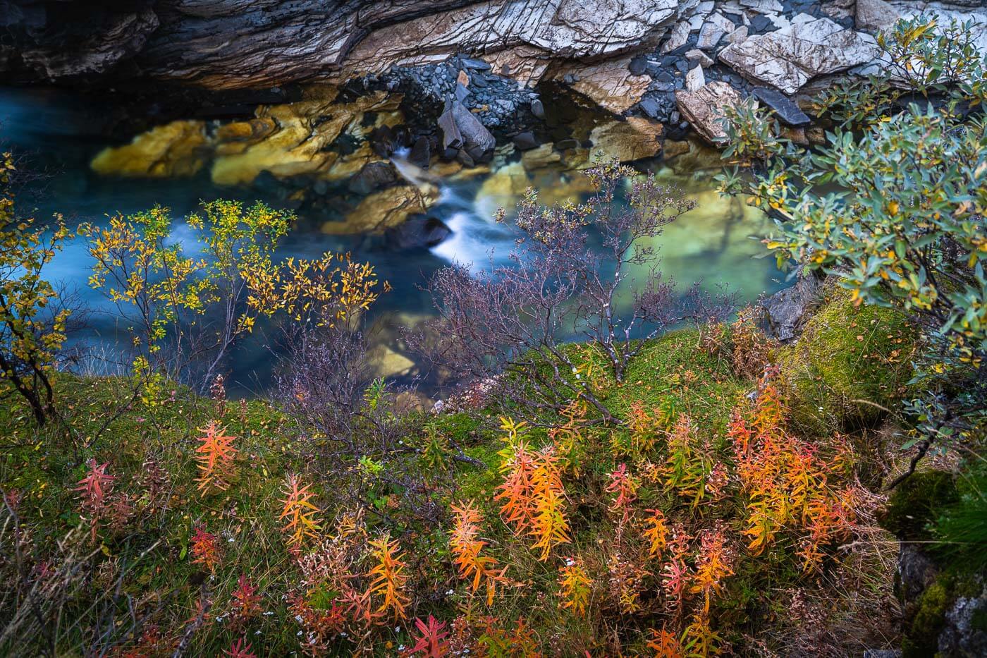 colorful plants inside the Abiskoeatnu Canyon