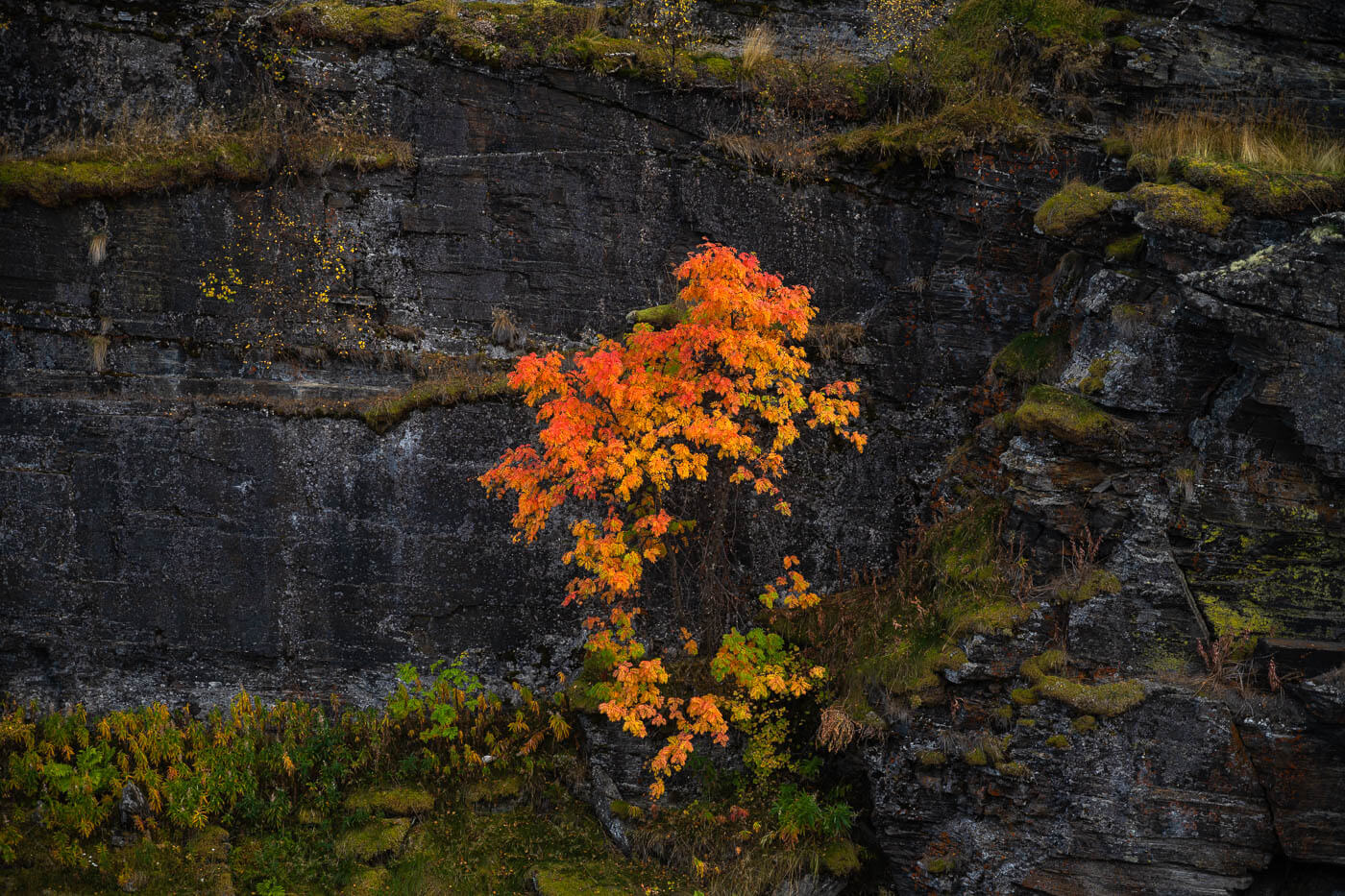 plant with orange leaves in autumn inside the Abiskoeatnu Canyon