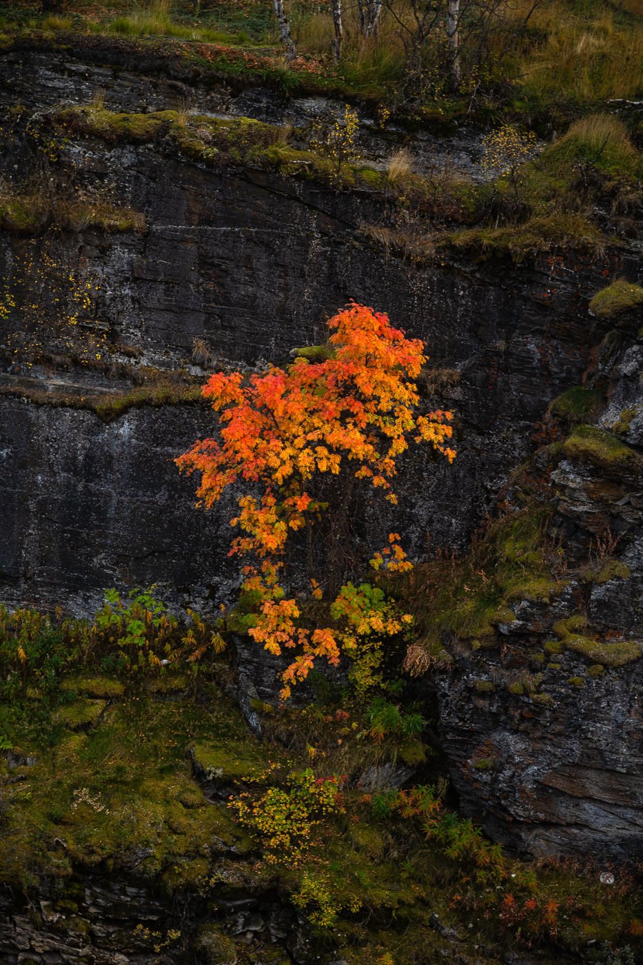 plant with red fall colors growing on the a canyon wall of black rock