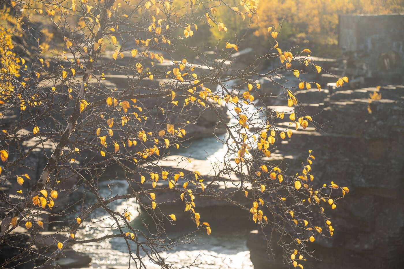 close-up photo of yellow autumn leaves with a river behind.