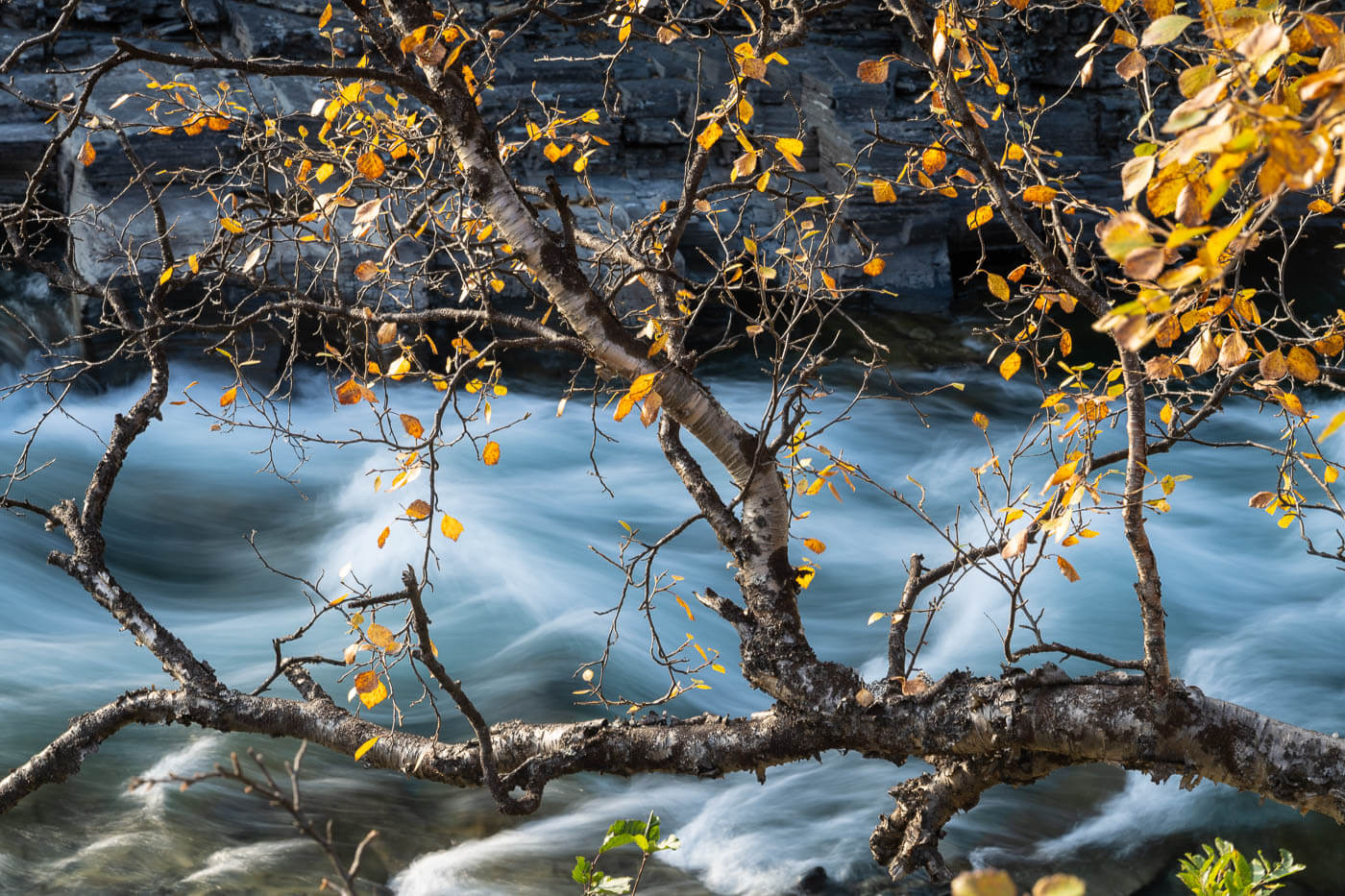Image of a birch tree in autumn in the Abisko National Park with a river flowing behind it.