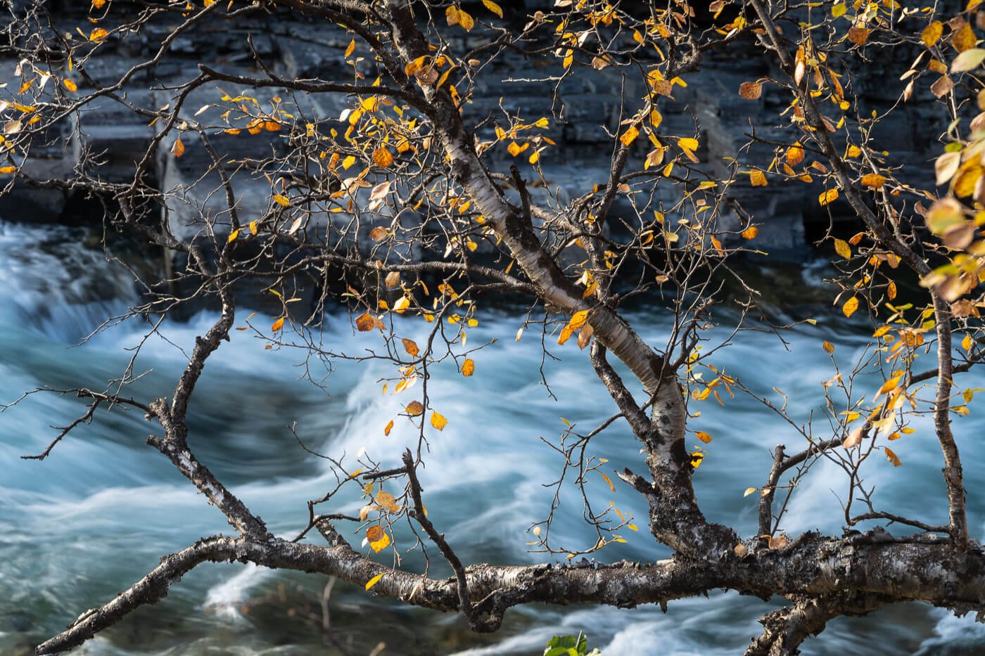 Birch tree above the Abiskojokk river