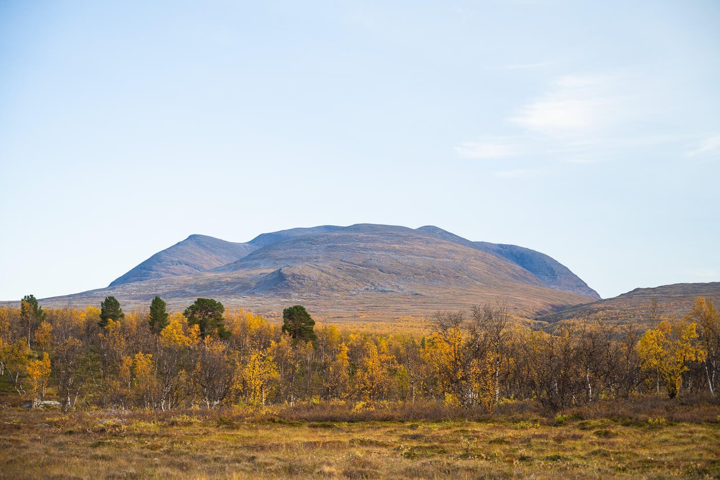 Mountains of Swedish Lapland and birch trees viewed during the Njakajaure Hike in Abisko