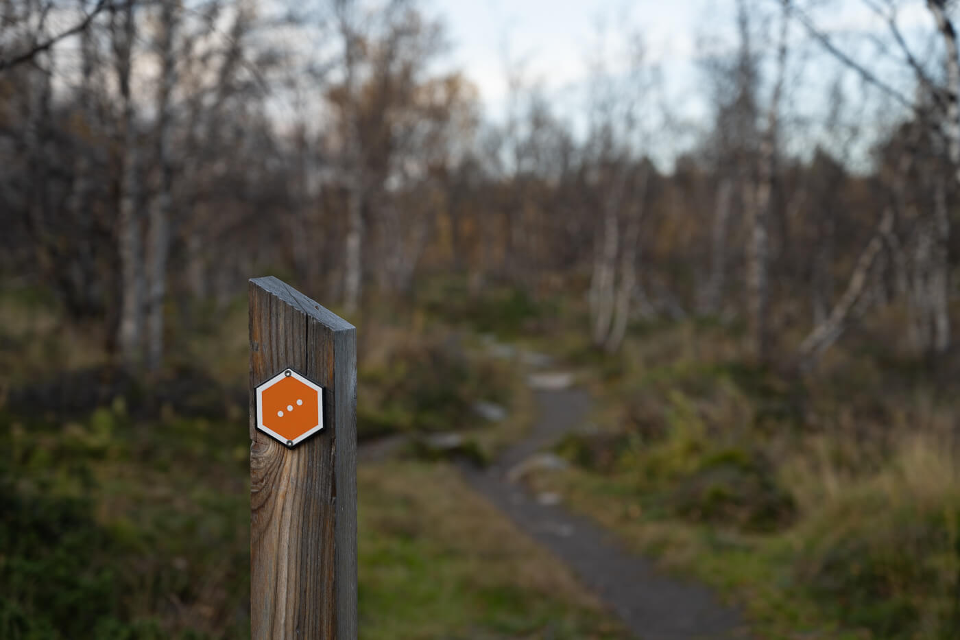 Birch tree above the Abiskojokk river