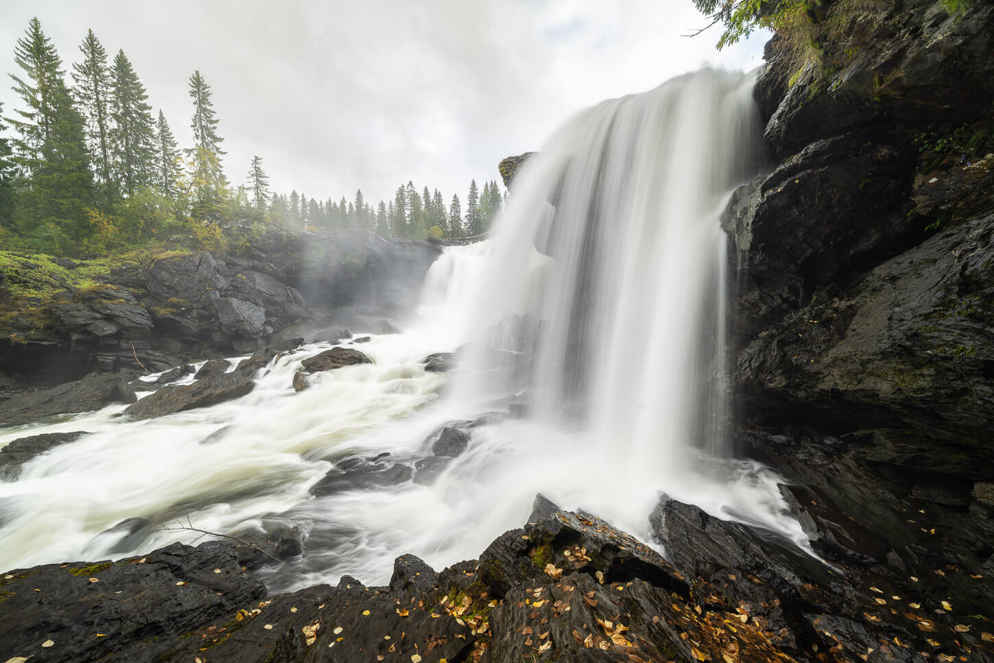 Ristafallet in autumn with golden leaves on the wet rocks by the Waterfall.