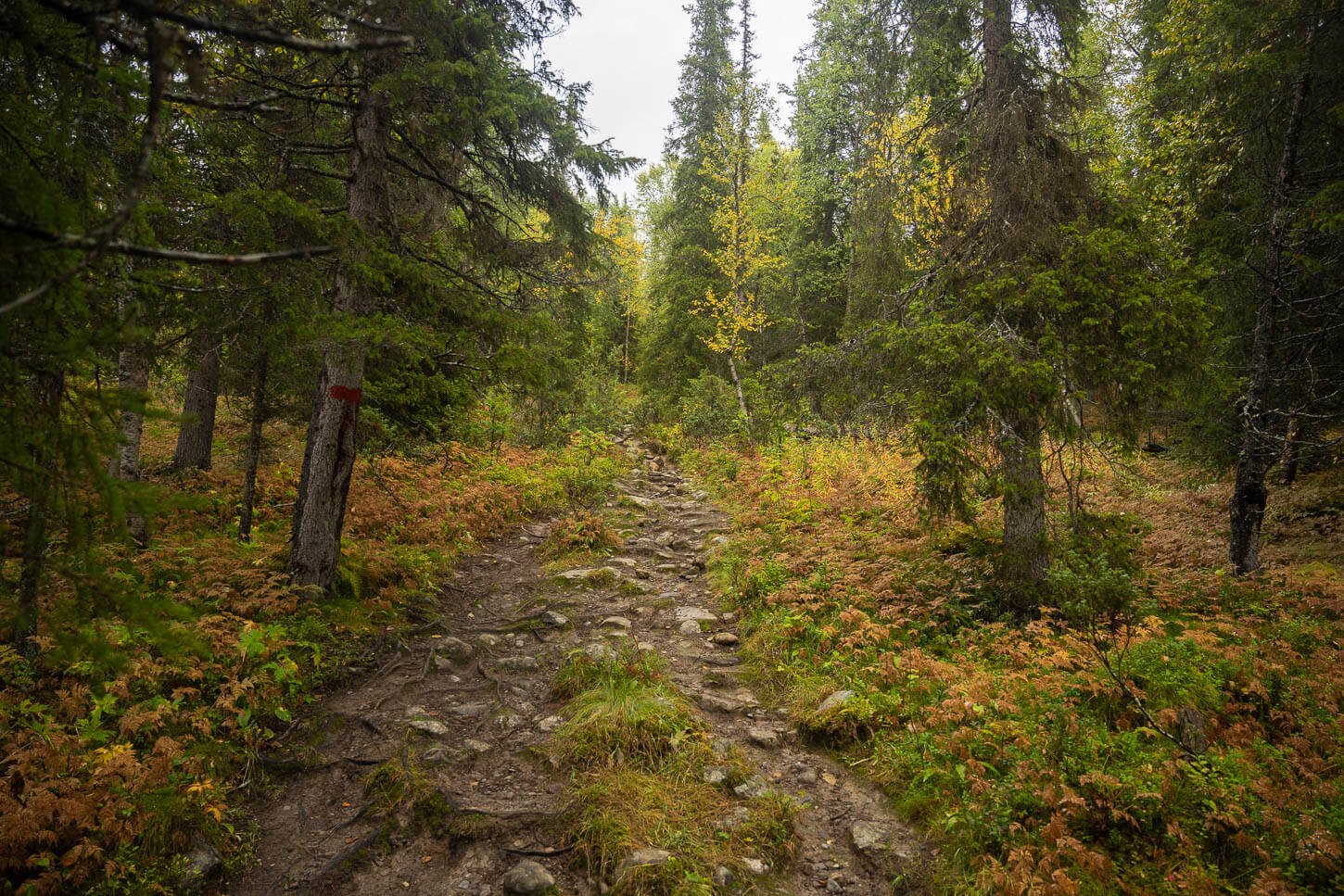Trail to Skierfe in the forest