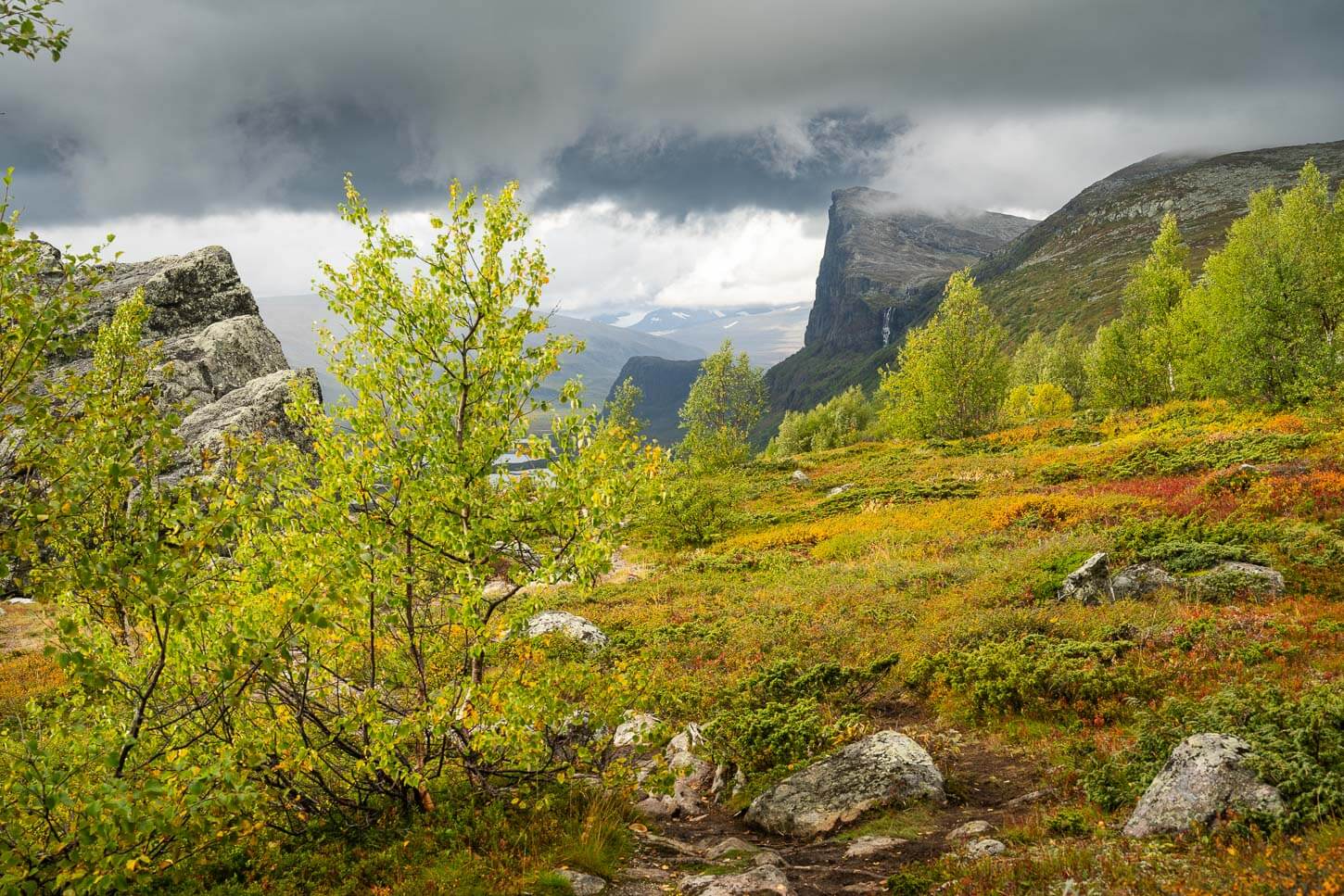 View of tres on the hiking trail to Skierfe