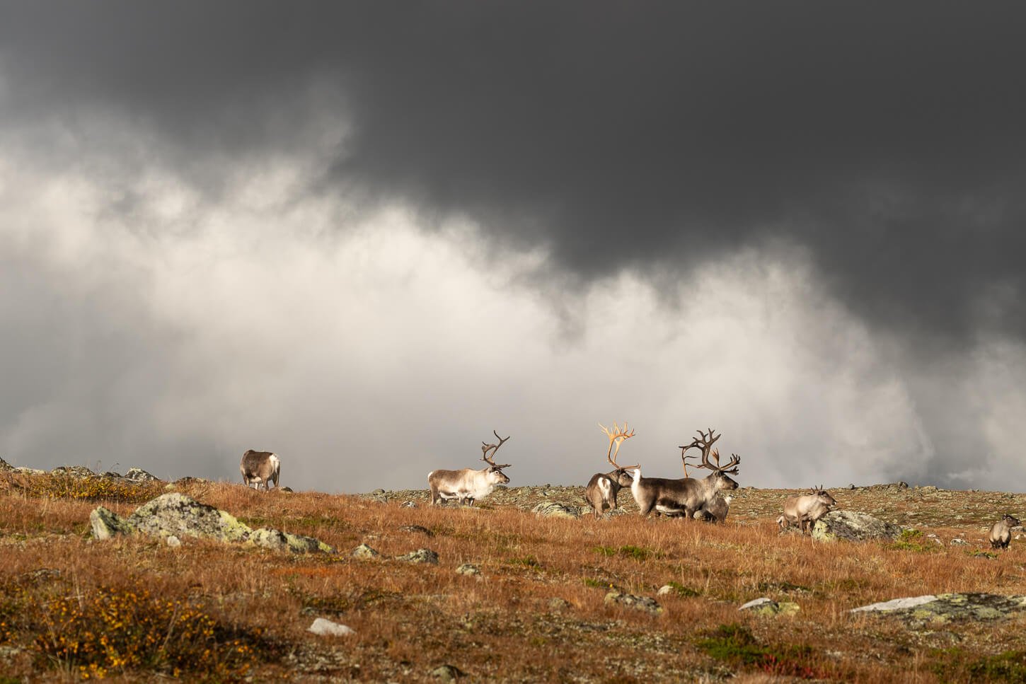 Reindeers in the Sarek National Park in Swedish Lapland.